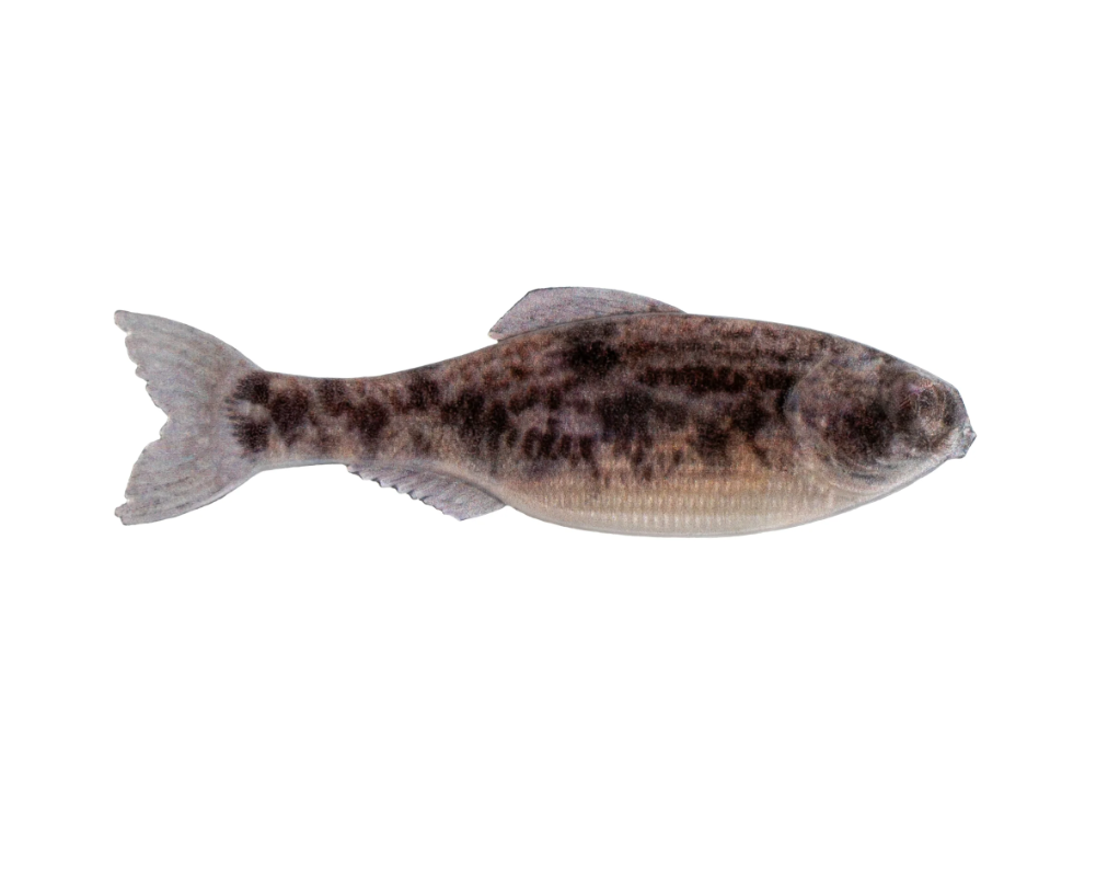 6th Sense Panorama - Live Goby