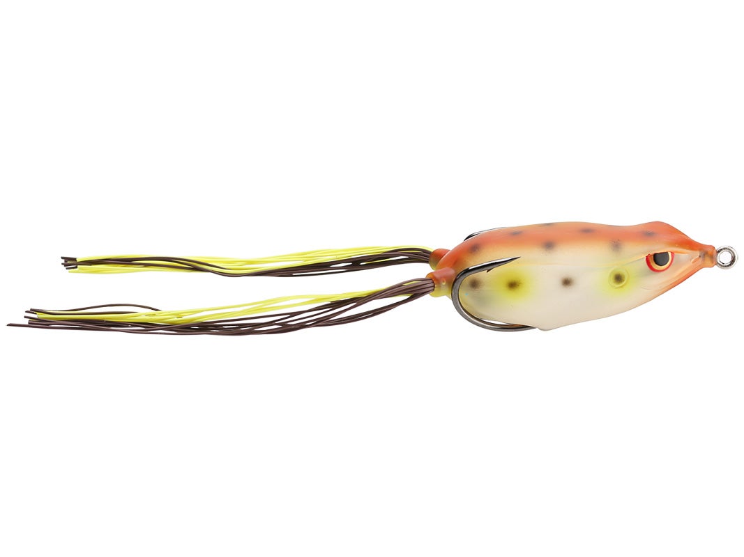 Bronzeye Frog 65 - 13 Toad